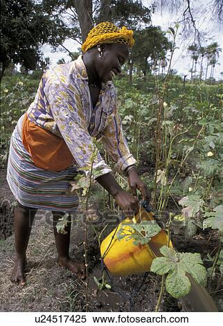 Stock Photography - people, gambia, 7450, person, woman. Fotosearch