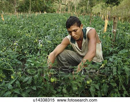 person, organic, cultivating, nicaragua, people View Large Photo Image Stock Photography - person, organic, cultivating, nicaragua, people. Fotosearch