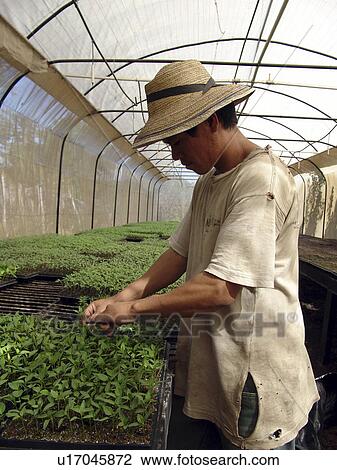 person, pepper, tending, salvador, people View Large Photo Image Stock Image - person, pepper, tending, salvador, people. Fotosearch