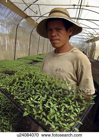 Stock Image - person, pepper, tending, salvador, people. Fotosearch