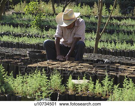Stock Image - person, pine, planting, guatemala, people. Fotosearch