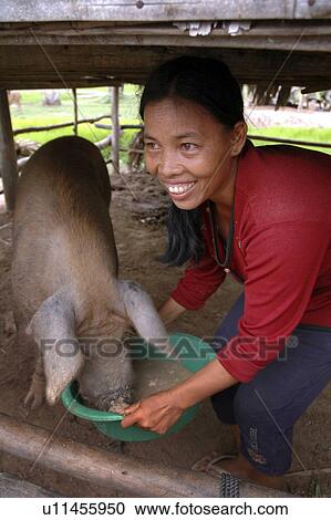 Stock Image - pig, people, feeding, cambodia, person, woman. Fotosearch