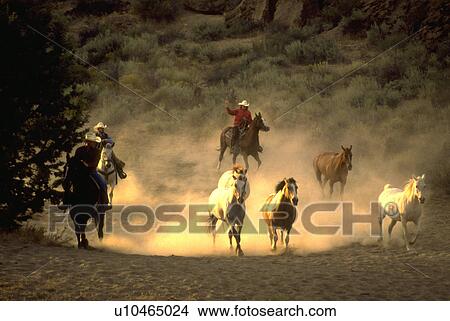pinto, cowboys, one, horses, chasing, three View Large Photo Image Picture - pinto, cowboys, one, horses, chasing, three. Fotosearch