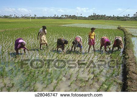 Stock Photo - planting, india, females, women, farmers, 3624. Fotosearch