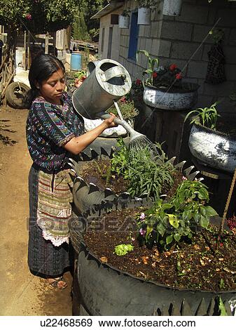 Stock Photo - plants, people, watering, guatemal, person, woman. Fotosearch