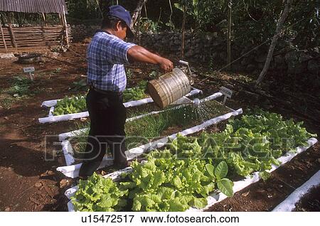 project, person, fcy, hispanic, mexico, people View Large Photo Image Stock Photo - project, person, fcy, hispanic, mexico, people. Fotosearch