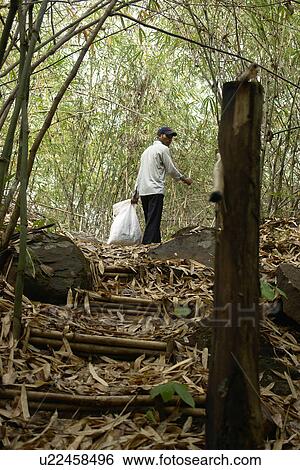 project, person, forestry, community, cambodia, people View Large Photo Image Stock Photograph - project, person, forestry, community, cambodia, people. Fotosearch