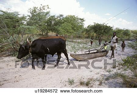 pulling, fitness, oxen, zambia, person, people View Large Photo Image Stock Image - pulling, fitness, oxen, zambia, person, people. Fotosearch