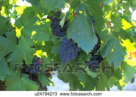 purple, nature, cluster, vintage, fruit, wine View Large Photo Image Stock Image - purple, nature, cluster, vintage, fruit, wine. Fotosearch