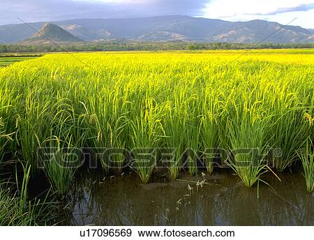 rain, rice, philippines, pangasinan, fields, water View Large Photo Image Stock Photo - rain, rice, philippines, pangasinan, fields, water. Fotosearch