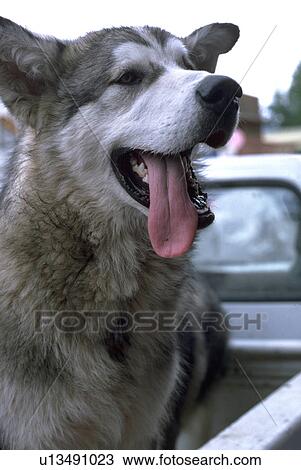 Stock Image - relaxes, sled, husky, siberian, dog, gray. Fotosearch