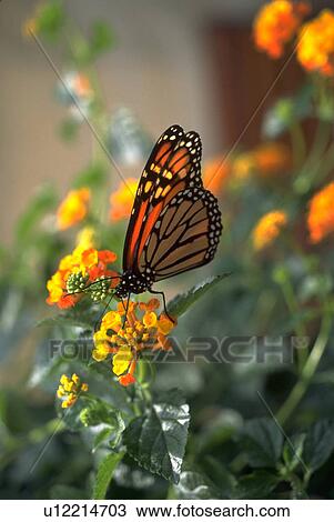 resting, butterfly, monarch, leaf, summer, flower View Large Photo Image Stock Image - resting, butterfly, monarch, leaf, summer, flower. Fotosearch