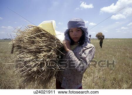 Stock Image - rice, girl, harvested, 4168, person, people. Fotosearch