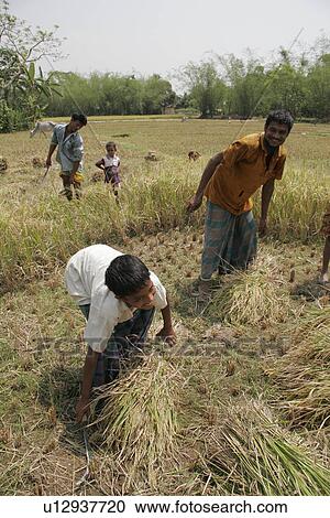 rice, people, harvesting, bangladesh, person, family View Large Photo Image Stock Image - rice, people, harvesting, bangladesh, person, family. Fotosearch