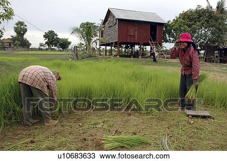 Stock Image - rice, person, collecting, farmers, cambodia, people. Fotosearch