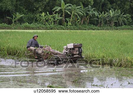 Stock Photography - rice, person, ploughing, farmer, vietnam, people. Fotosearch