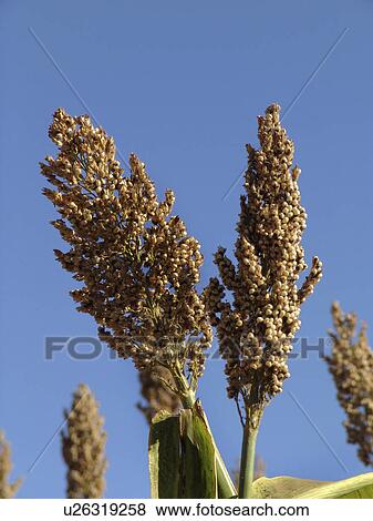 ripe, pattern, salvador, person, nature, people View Large Photo Image Stock Photo - ripe, pattern, salvador, person, nature, people. Fotosearch