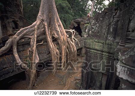 roots, temple, ancient, growing, giant View Large Photo Image Stock Photo - roots, temple, ancient, growing, giant. Fotosearch