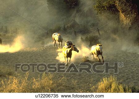 Stock Photography - roundup, horses, dust, through, running, fours. Fotosearch