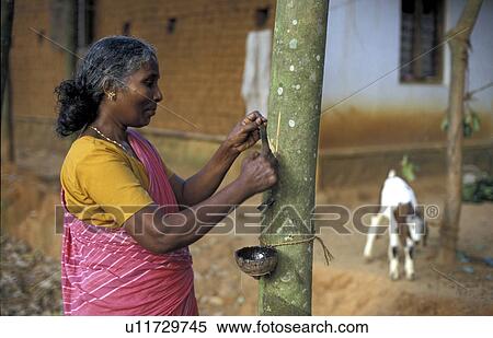 rubber, tree, india, person, people, business View Large Photo Image Stock Photography - rubber, tree, india, person, people, business. Fotosearch