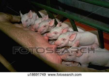 Stock Photo - saint, piglets, farm, purina, mother, baby. Fotosearch