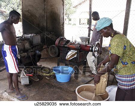 sesame, person, milling, gambia, 7911, people View Large Photo Image Stock Photography - sesame, person, milling, gambia, 7911, people. Fotosearch