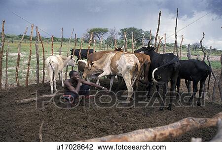 Stock Image - shangombo, mulondiwa, cattle, 25, sikunga, zambia. Fotosearch