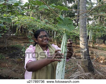 sssmile, person, vegetable, harvesting, india, people View Large Photo Image Stock Photograph - sssmile, person, vegetable, harvesting, india, people. Fotosearch