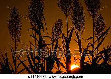 Stock Photograph - sunset, wild, orange, silhouetted, grass, flora. Fotosearch