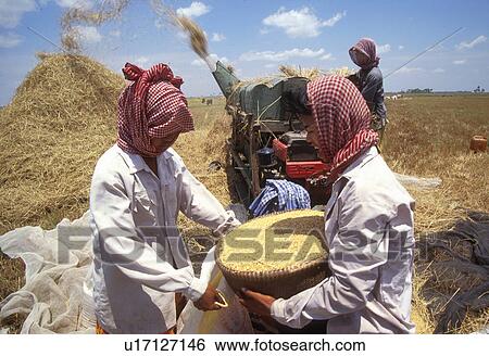 svey, cambodia, rice, threshing, harvesting, 3636 View Large Photo Image Stock Photograph - svey, cambodia, rice, threshing, harvesting, 3636. Fotosearch