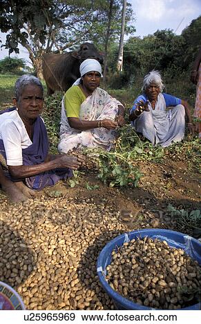 Stock Photo - team, person, valliamma, india, 9191, people. Fotosearch