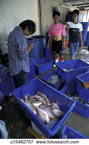 Stock Photo - thailand, people, 9338, fish, person, business. Fotosearch