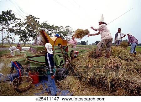 Stock Photo - threshing, person, farmers, farming, 3513, people. Fotosearch
