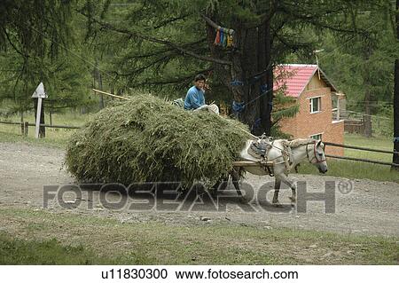 ulaan, person, cart, hay, mongolia, people View Large Photo Image Stock Image - ulaan, person, cart, hay, mongolia, people. Fotosearch