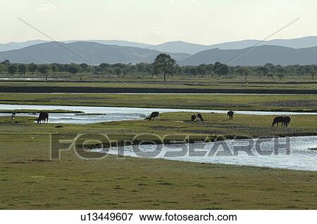 ulaan, person, landscape, river, mongolia, people View Large Photo Image Stock Photo - ulaan, person, landscape, river, mongolia, people. Fotosearch
