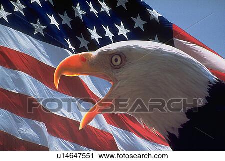Stock Image - usa, america, pride, flag, eagle. Fotosearch