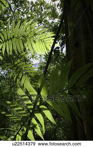 use, detail, tikal, vegetation, jungle, guatemala View Large Photo Image Stock Photo - use, detail, tikal, vegetation, jungle, guatemala. Fotosearch