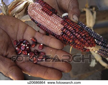 Picture - varieties, pattern, honduras, person, nature, people. Fotosearch