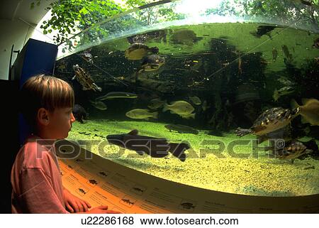Stock Photo - virginia, visitor, swim, fish, watches, young. Fotosearch