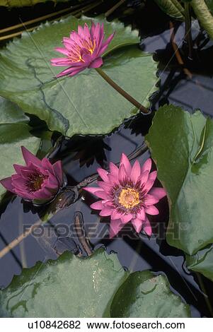 Stock Image - water, flowers, waterlilies, pink, blossoms, flora. Fotosearch