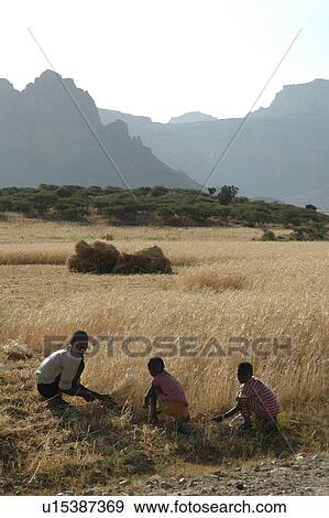 wheat, person, tigray, ghiraltar, ethiopia, people View Large Photo Image Stock Photo - wheat, person, tigray, ghiraltar, ethiopia, people. Fotosearch