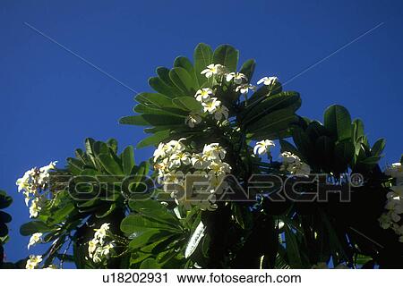 white, flowers, fragrant, tree, blossoms, flora View Large Photo Image Stock Image - white, flowers, fragrant, tree, blossoms, flora. Fotosearch