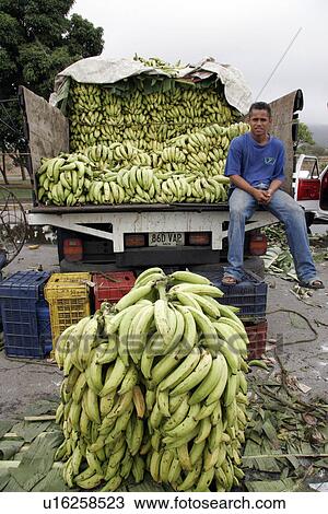 wholesale, people, venezuela, person, fruit, food View Large Photo Image Stock Image - wholesale, people, venezuela, person, fruit, food. Fotosearch