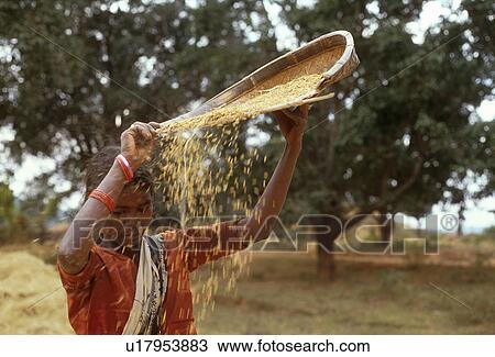 winnowing, people, india, 4221, person, woman View Large Photo Image Stock Image - winnowing, people, india, 4221, person, woman. Fotosearch