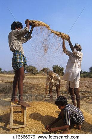 winnowing, person, farming, india, 5279, people View Large Photo Image Stock Photo - winnowing, person, farming, india, 5279, people. Fotosearch