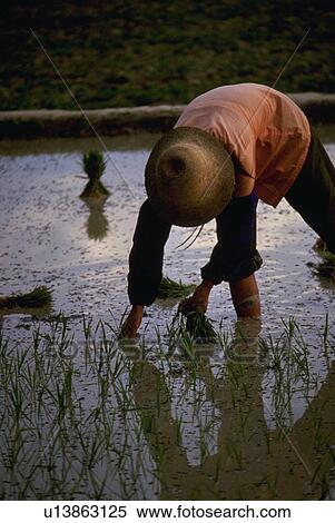 worker, china, field, rice, male View Large Photo Image Stock Photography - worker, china, field, rice, male. Fotosearch