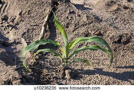 Stock Photography - zambia, people, person, nature, pattern, food. Fotosearch