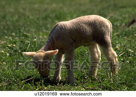 afternoon, baby, late, grazes, lamb, white View Large Photo Image Stock Photo - afternoon, baby, late, grazes, lamb, white. Fotosearch