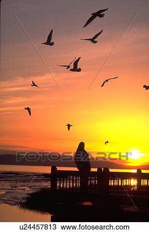 alameda, d5ls, seagul, sunset, people View Large Photo Image Stock Image - alameda, d5ls, seagul, sunset, people. Fotosearch