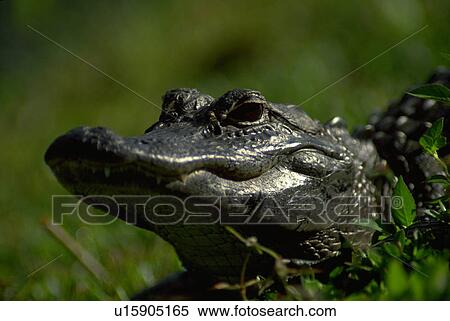 Stock Photography - alligator, caiman, rainforest, ecuador, seen, baby. Fotosearch